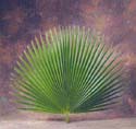 Palm - Fan